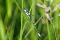Lestes dryas