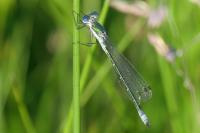 Lestes dryas