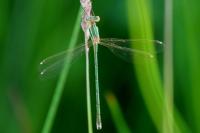 Lestes barbarus