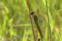 Orthetrum cancellatum