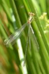 Chalcolestes viridis