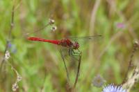 Sympetrum sanguineum
