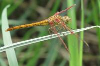 Sympetrum meridionale