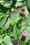 Sympetrum sanguineum