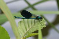 Calopteryx splendens
