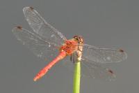 Sympetrum sanguineum