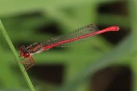 Ceriagrion tenellum