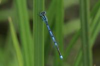 Erythromma lindenii