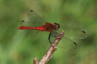Sympetrum sanguineum