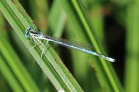 Platycnemis pennipes