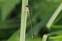 Lestes virens