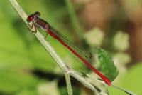 Ceriagrion tenellum