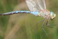 Anax imperator