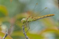 Sympetrum meridionale