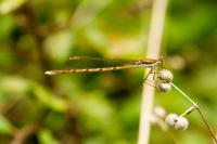 Sympecma fusca