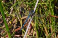 Aeshna affinis