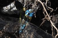 Aeshna affinis
