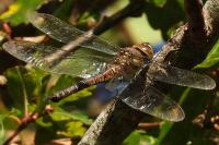 Aeshna mixta