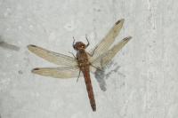 Sympetrum striolatum