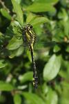 Gomphus vulgatissimus