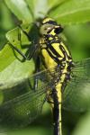 Gomphus vulgatissimus