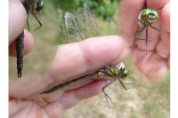Somatochlora flavomaculata