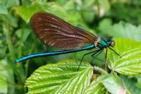 Calopteryx virgo