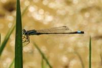 Ischnura elegans