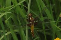 Libellula depressa