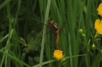 Libellula depressa