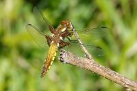 Libellula depressa
