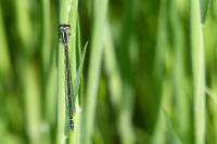 Coenagrion puella