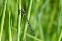 Coenagrion puella