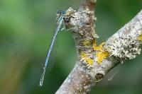 Platycnemis pennipes