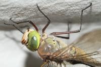 Anax imperator