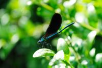 Calopteryx virgo