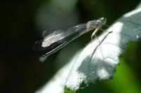 Coenagrion puella