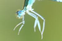 Platycnemis pennipes