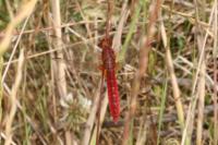Crocothemis erythraea