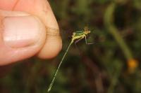 Lestes virens vestalis