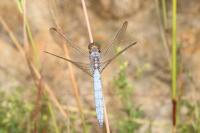 Orthetrum coerulescens