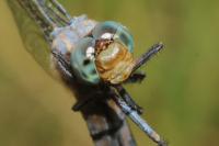 Orthetrum coerulescens