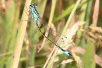 Ischnura elegans