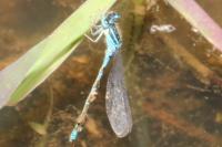 Coenagrion scitulum