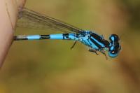 Coenagrion scitulum