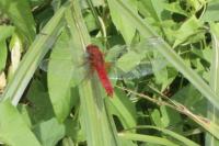 Crocothemis erythraea