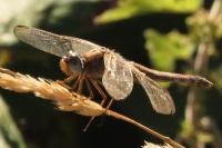 Crocothemis erythraea