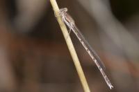 Sympecma fusca