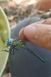 Aeshna affinis
