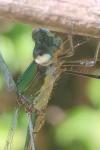 Chalcolestes viridis